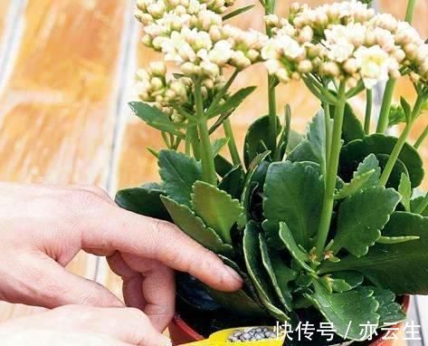 花卉|它是“天然氮肥”，家家都有，养花埋盆里，营养有价值，养啥旺啥