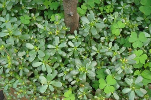 高血脂先别慌，坚持每天吃口“它”，清血管垃圾，血脂悄悄降