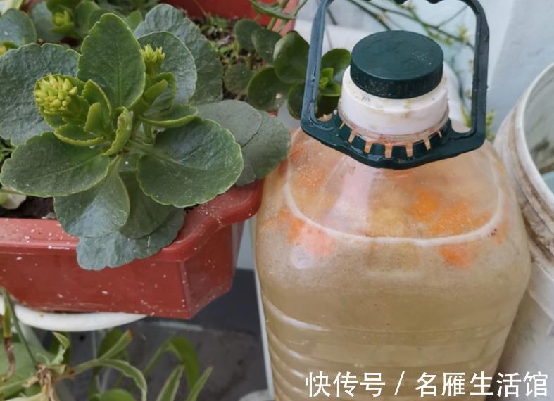 成本|家庭养花,该从哪些途径下手“压缩成本”?