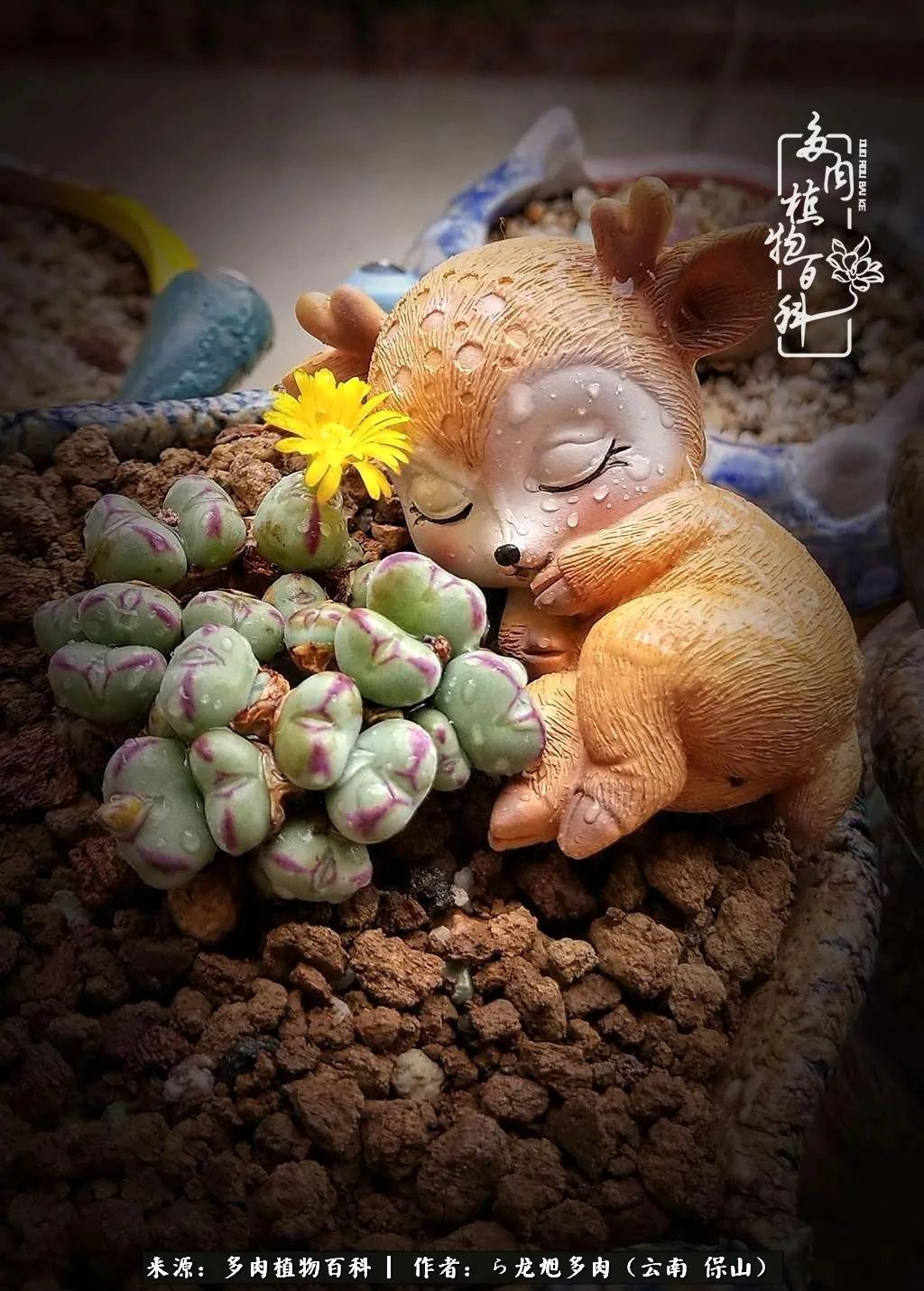 多肉植物|遇见多肉，遇见不一样的你，一养就是10几年！