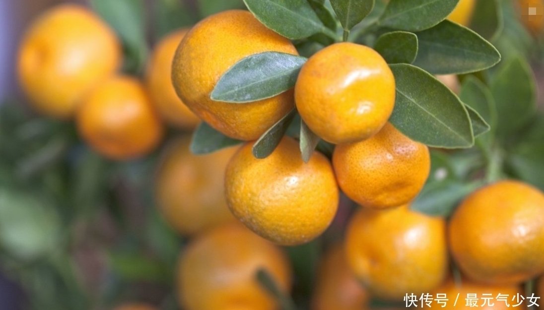 种人|金桔功效多,不过3种人尽量少吃对身体无益,喜欢吃金桔的要知道