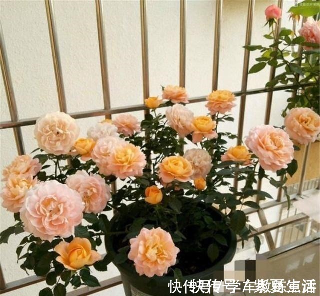 老表|月季蚜虫难消除，喷一种“液体”，蚜虫隔天就“嗝屁”，简单实用！