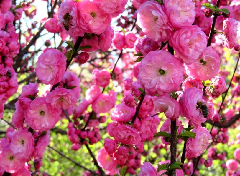 忘了菊花!养盆“小桃红”,酷似“梅花”,耐寒耐旱,好养易爆盆