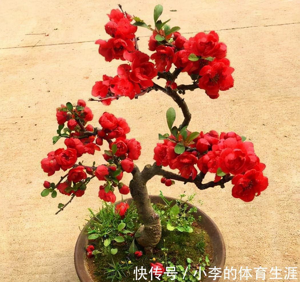 龙骨|9种花好养又吉祥，却是“穷苦命”，小盆少水多晒晒，反而长得旺