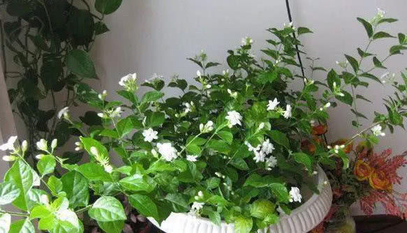 在家养护茉莉花,需要注意这几点,避免黄叶不开花