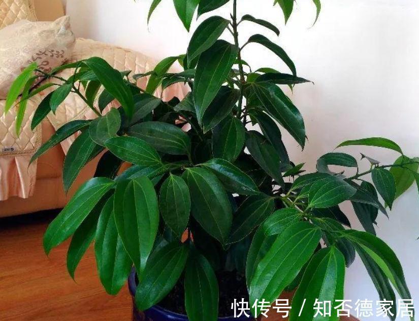 繁茂|室内盆栽种树选这3样,枝叶繁茂,四季常青,寓意好