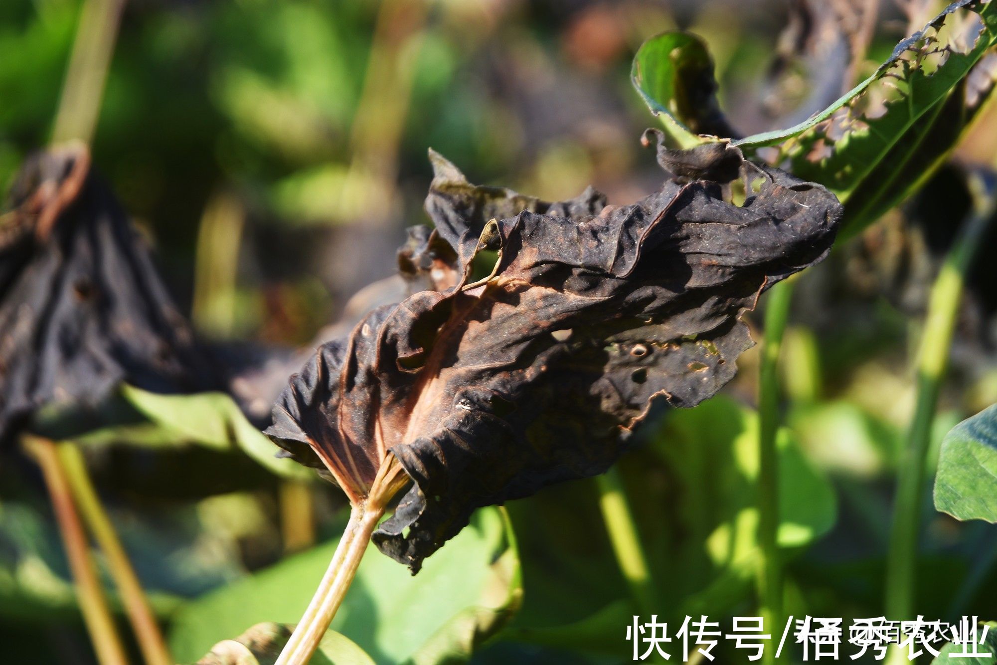 田间的红薯叶，为啥经过霜打之后，就变得好吃了呢？