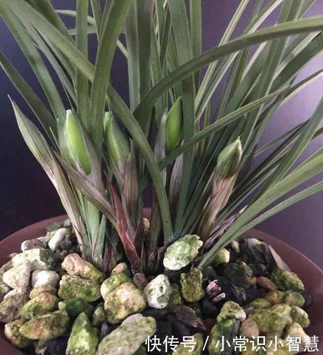 兰花喜阴、不喜光就“1点”误导了多少人,难怪兰花不开花!