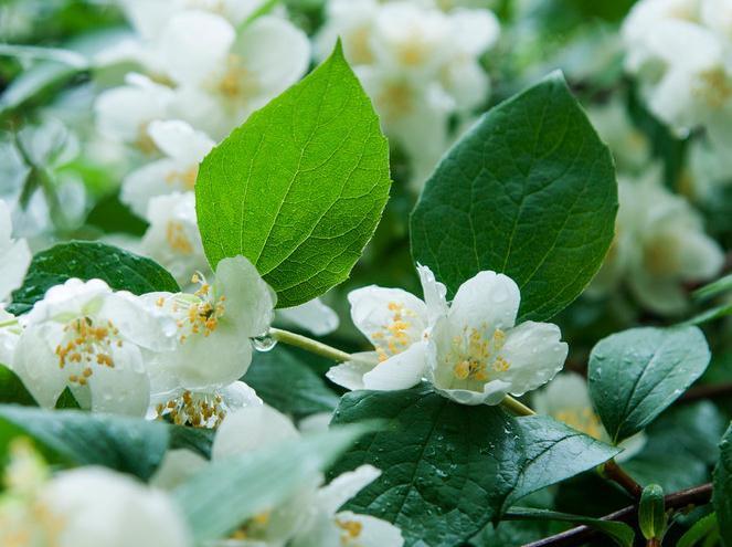 植株|茉莉养不好，注意这4个要点，枝繁叶茂花大又香，少烂根黄叶