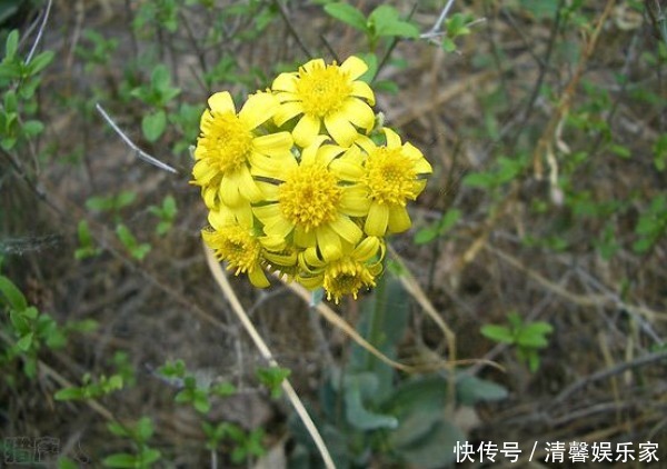 长相|乡下一种野草，长相似“狗舌头”，国外用来祭祀，如今是上好药材