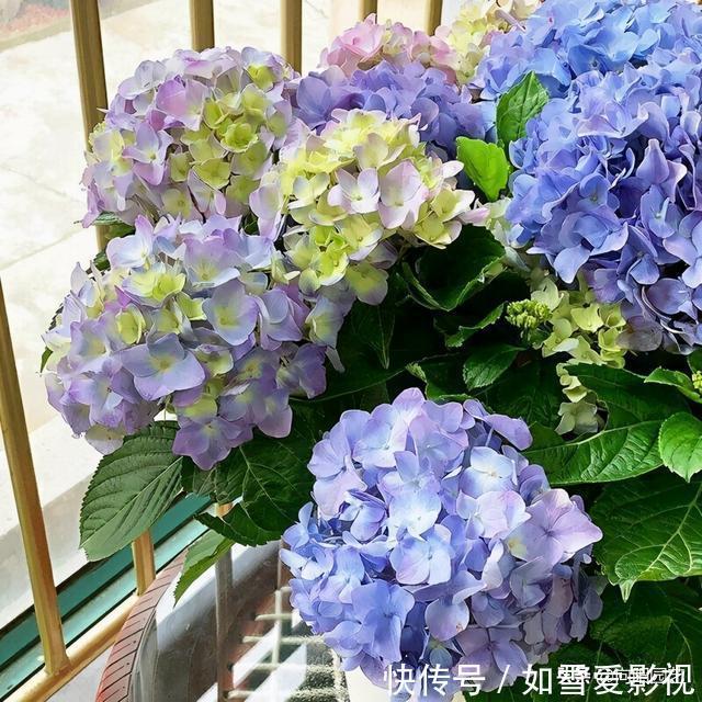 冬天|绣球不剪行不行？能安全过冬吗？分2种情况，修剪可促进爆花