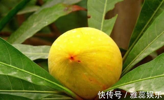 延缓衰老|想养生得会吃,四种食物换着吃,延缓衰老,美容养颜