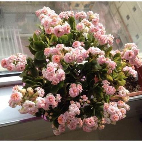 这些花要“穷养”，小盆种少浇水，枝繁叶茂，开出层叠群花