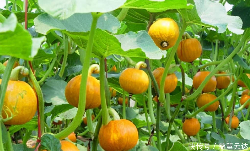 子宫|女性爱美,推荐吃3种食物,排出毒素,保养肌肤,滋养女性子宫