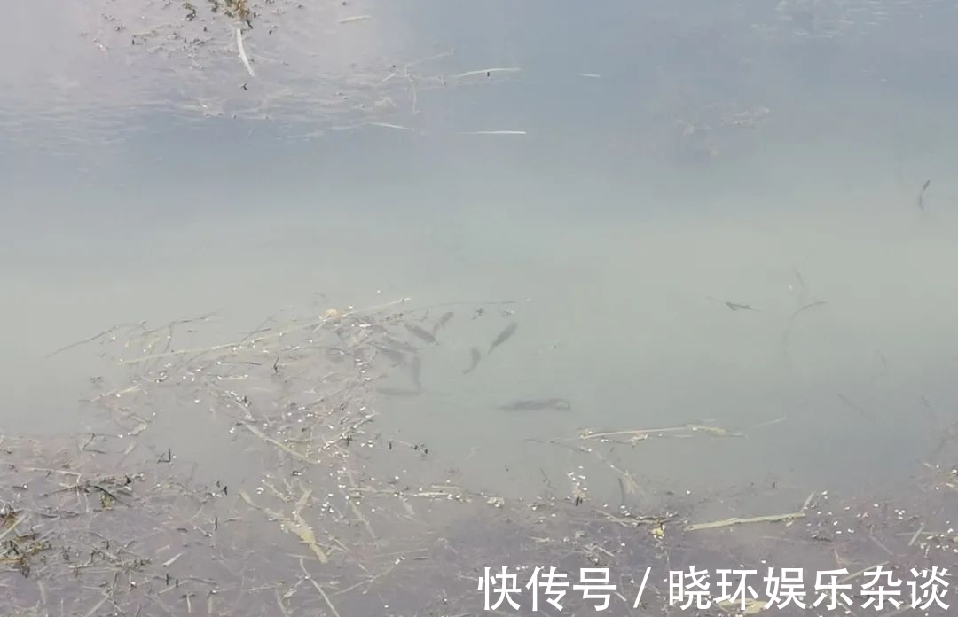 钓友|鱼起浮晒太阳不咬钩怎么办!老钓友给你支招