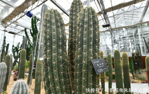 多肉,有什么肉,你知道吗