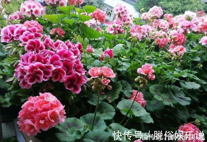 龙吐珠|阳台养这几朵花，花开不断，一盆千百朵，枝头花苞满