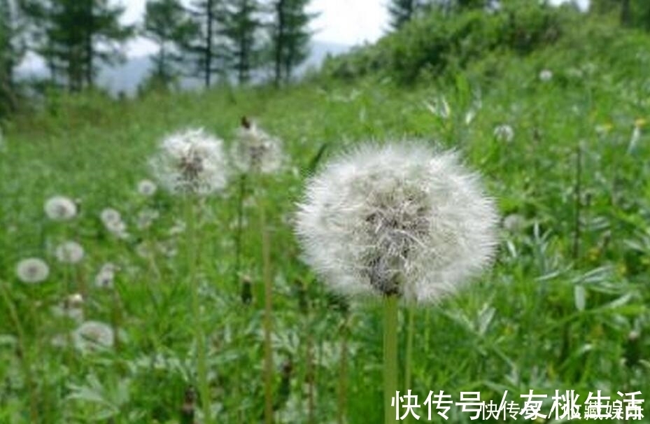 脾胃虚寒|提个醒：喝蒲公英水有1大禁忌，却有很多人不清楚，别犯错误了