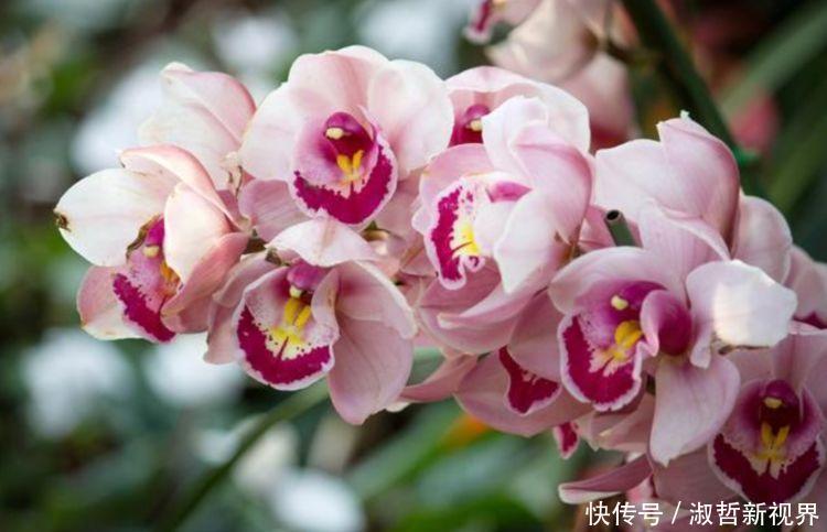 家里要养4种花,开花吉祥又喜庆,比牡丹还美,年年开花美翻