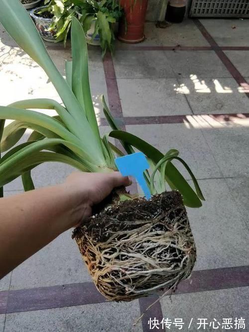 花盆里出现“这东西”,马上换盆吧,不然“离烂根”不远了