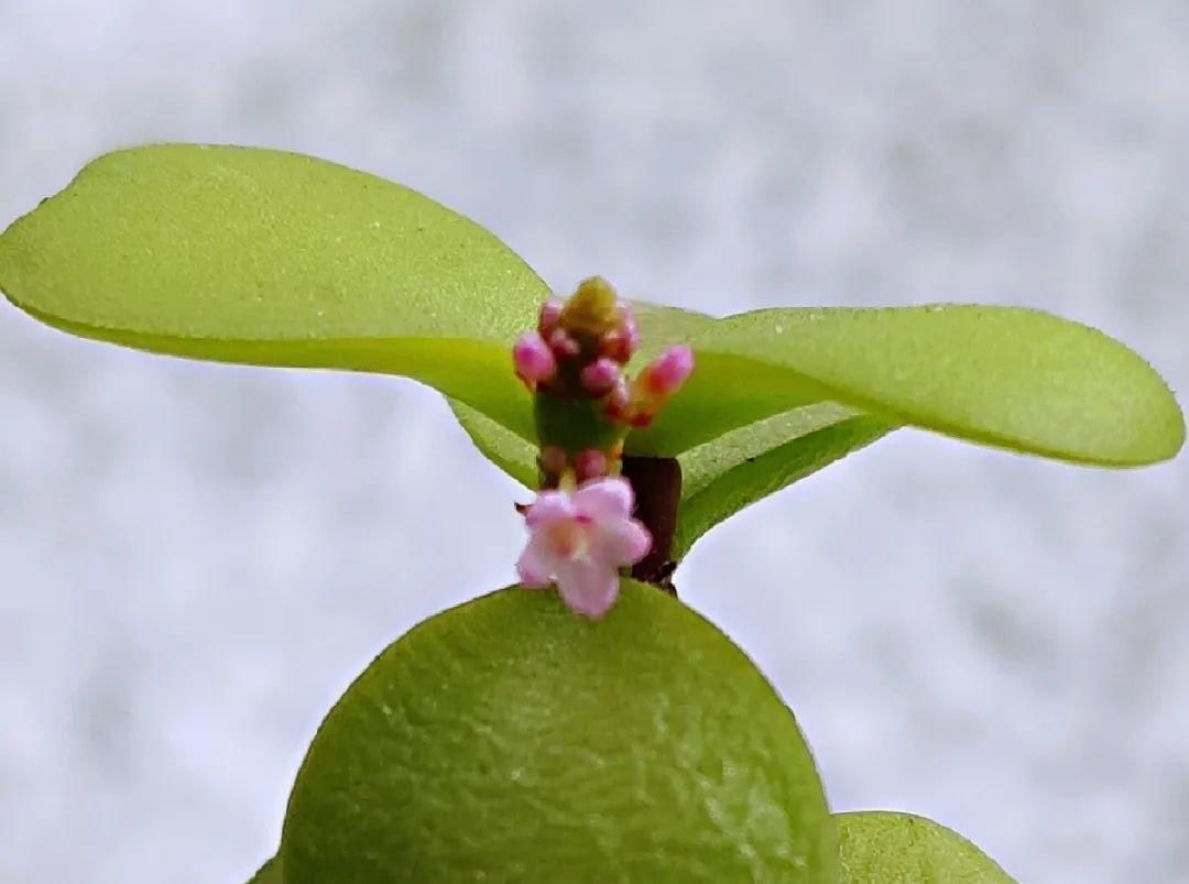 叶子长|金枝玉叶开花了,真花长这样,很多人没见过