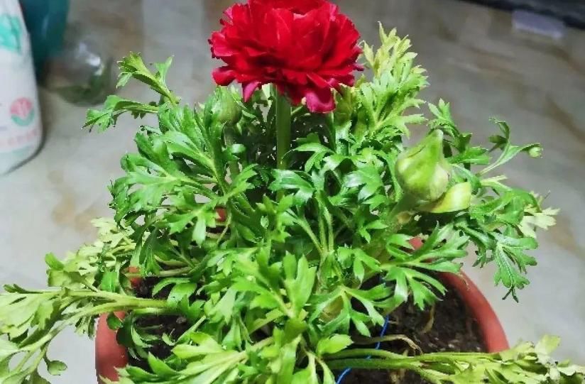 它不是牡丹，却带有牡丹的神韵，居家盆栽，新人就能胜任