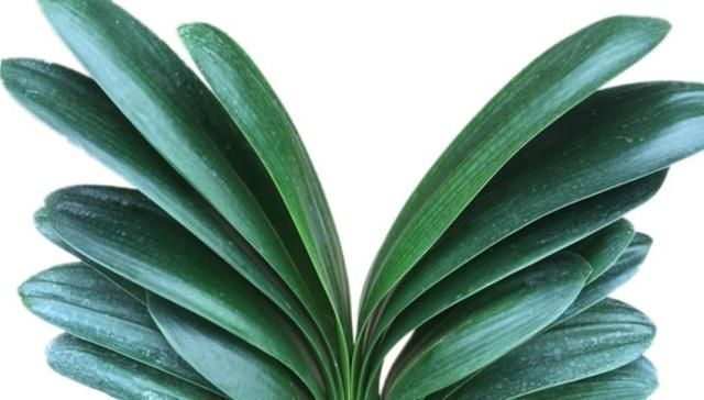 花卉|万能养花之宝,盆里放一点,不黄叶、不烂根、不生虫还不用肥