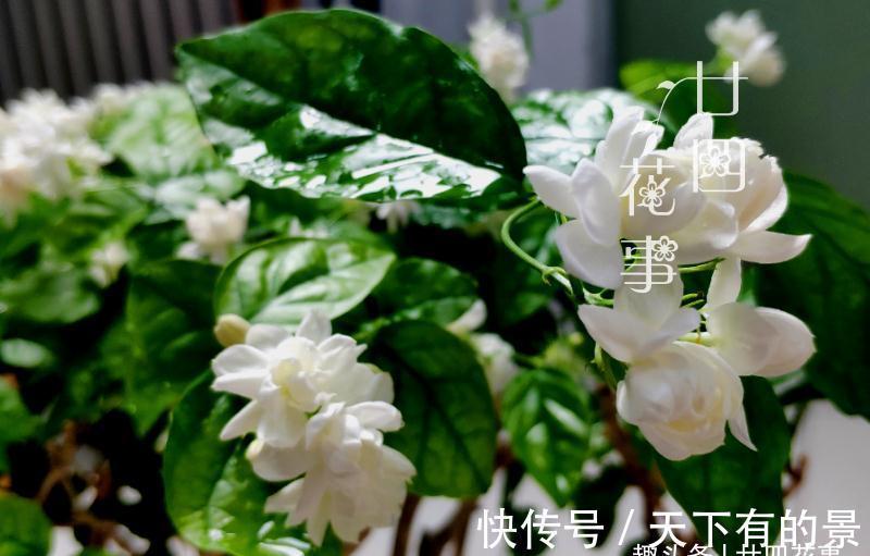 秘诀|养茉莉,在大水大肥大太阳之前,还有3个先决条件,和1个补充