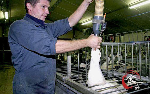 法国鹅肝那么贵,为什么没人吃中国的?吃货:差距可不是一点