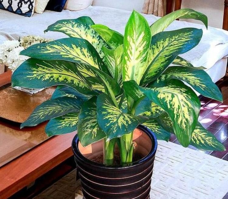 4种花很漂亮，好养易活能爆盆，花色艳丽，花开枝繁叶茂，美