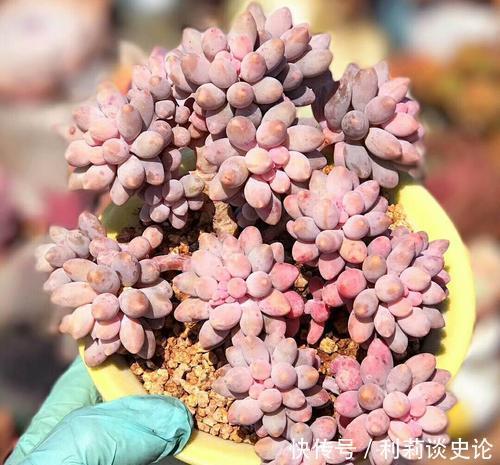 此款多肉,叶子饱满粉嫩,容易长成悬崖桩,适合新手!