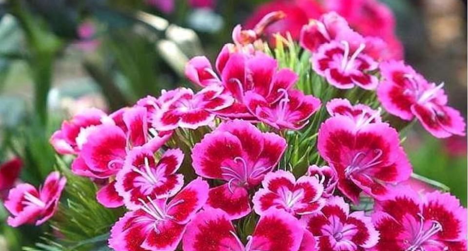 3种漂亮花，家里养一盆最合适，一开就是300多天，开花漂亮花期长