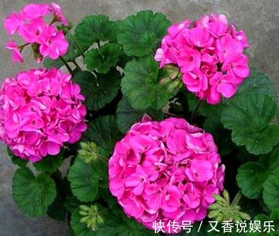 叶子|常用这些水浇花,让你的盆栽花朵艳丽、不生虫、叶子油绿宽又大!