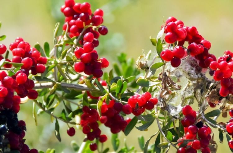 每天堅持吃3種食物，營養豐富、延緩衰老，好吃又不貴！