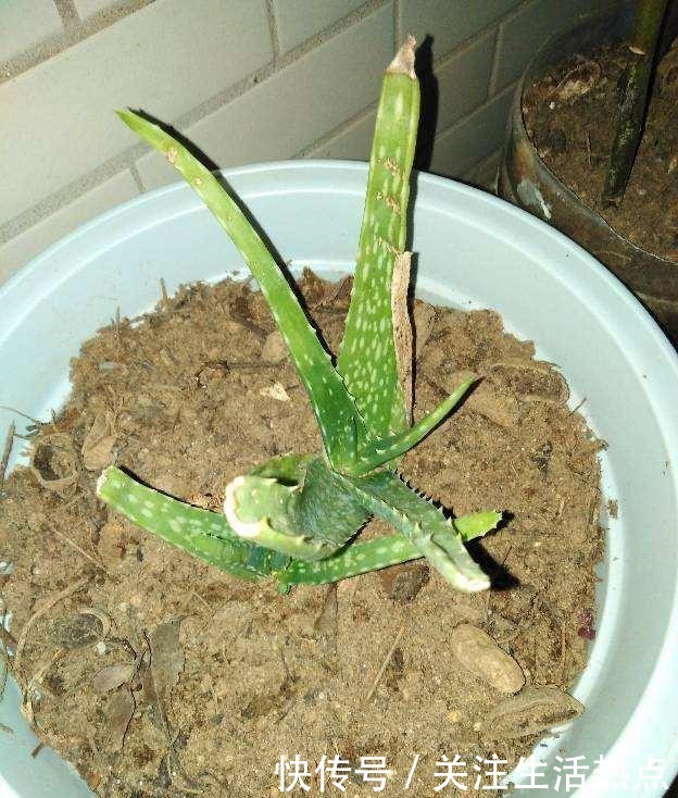 土里加两滴它，碱性变酸性，花儿都肥壮！