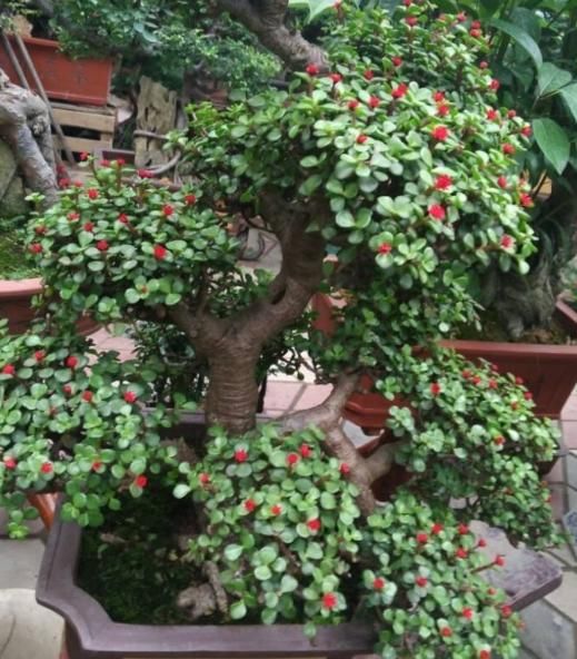 金枝玉叶如何养？平时给予3个条件，枝干变得木质化，3年成老桩