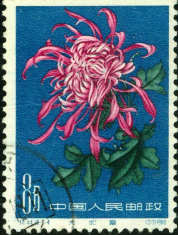 喜欢菊花,不如养盆“菊中珍品”大如意,似玉女飞舞,妖娆窈窕