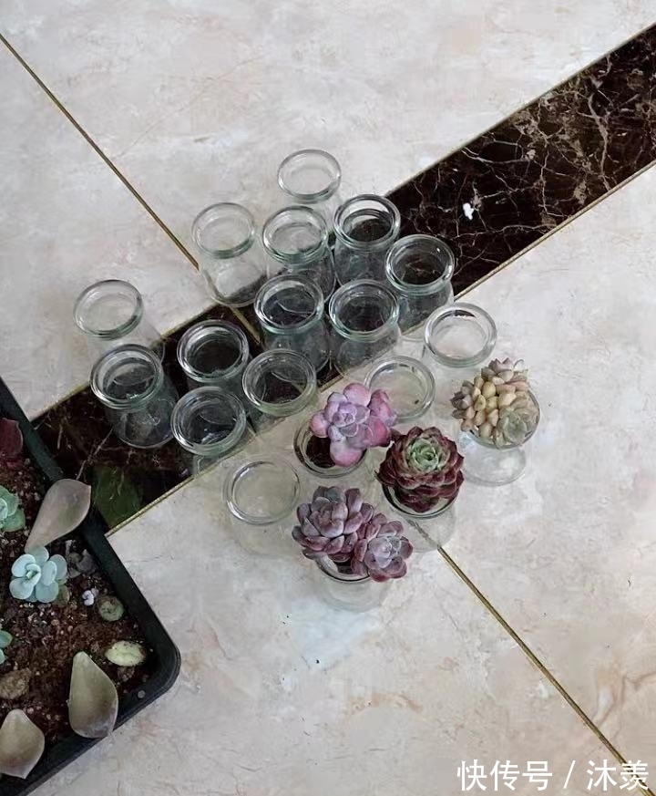 布丁瓶搭配海绵养多肉,不买盆不买土,干净卫生,容易出状态