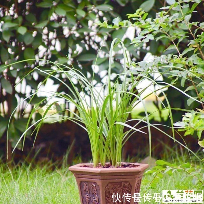 兰性|把兰花养好,能提升兴趣和动力,变成以兰养人