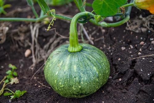 烂在农村地里的南瓜花,其实有很大的作用,能止咳祛痰,消除疲劳