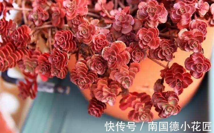 龙血景天，名字很霸气，实则是小清新的多肉植物小球玫瑰