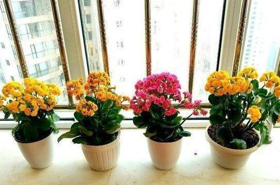 这3款植物买一盆就够了!用茎叶扦插,教你轻松铺满整个阳台