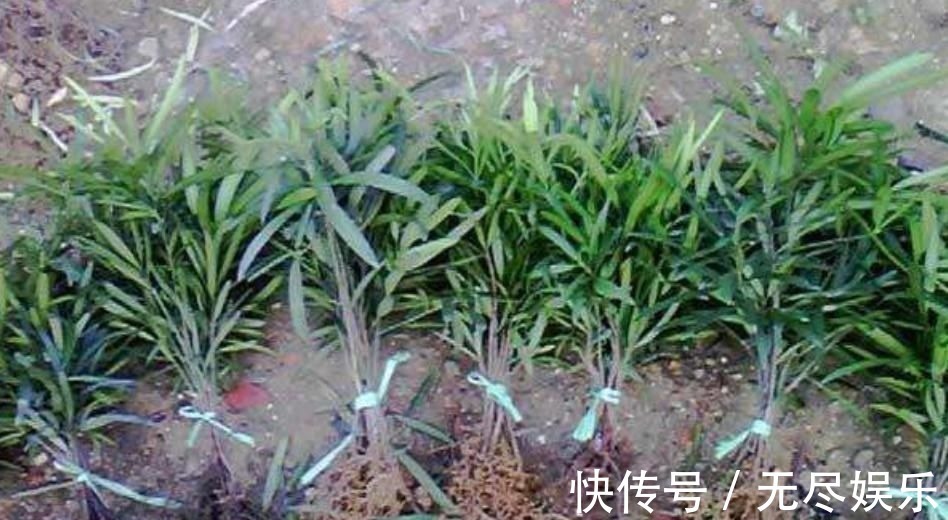 想要把小苗罗汉松,快速打造成“老桩盆景”,要做好这“几点”