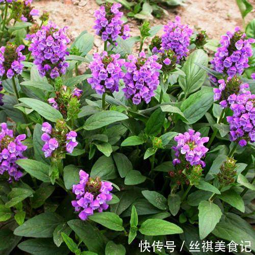 野草|农村里常见的野草不仅能治病救人,更是白头发的克星