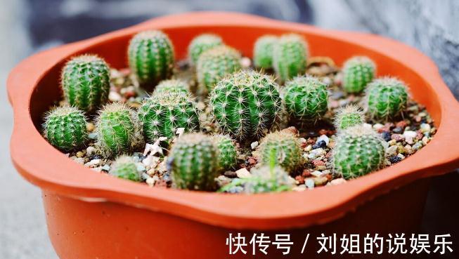 这几种花就怕冷，10度以下就要搬进室内，不然容易发蔫出问题