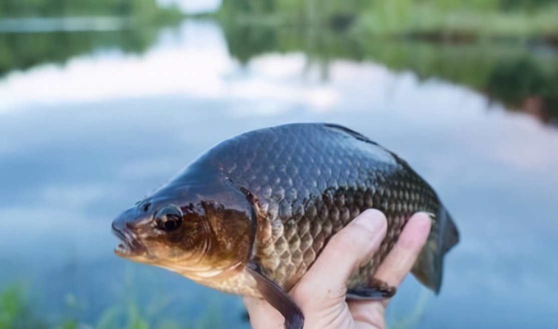 适合一年四季钓鲫鱼的实用小技巧,一般人不告诉他