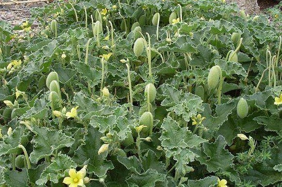 野瓜|在农村看到这个“野瓜”，可不要好奇，请离远一点，沾上就是病