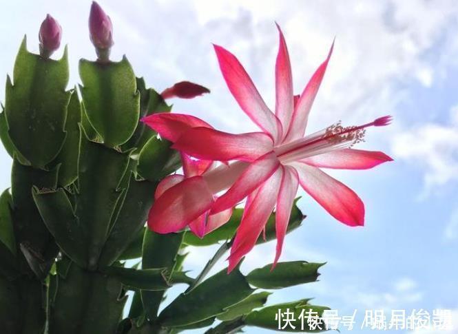 长寿花|此3种花剃头正当时,现在剃的好,秋冬开花早
