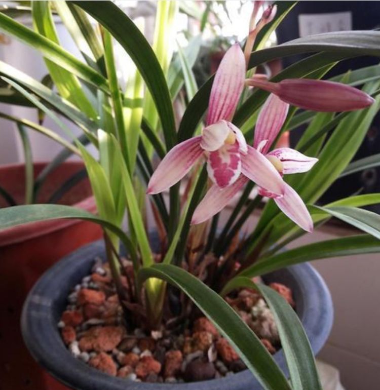 春天养此款花卉,春风吹开花旺,花开媲美玫瑰,花朵姿态万千