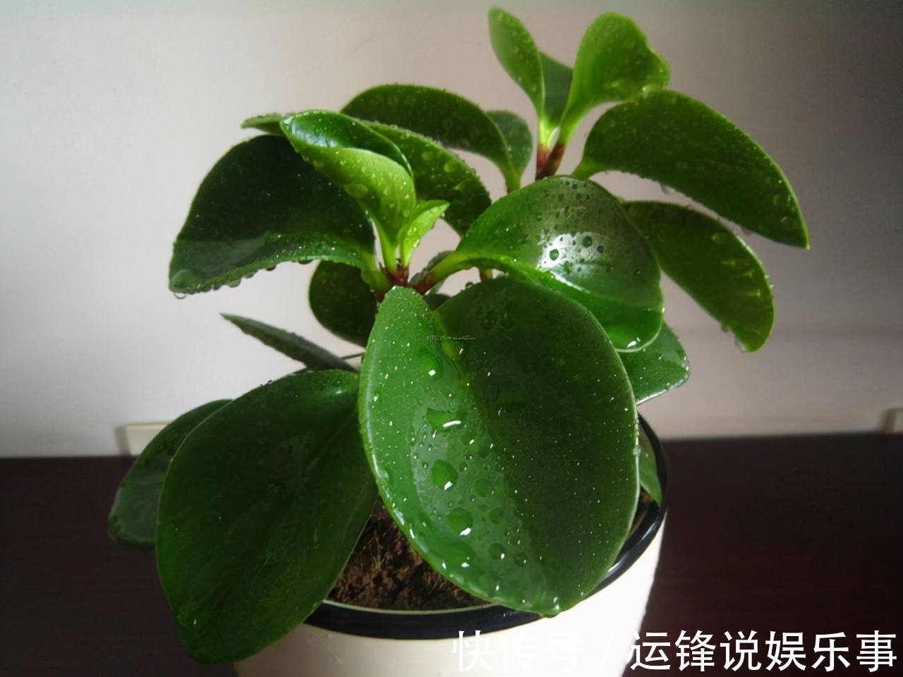 养护|6种花超耐阴,但凡有一丁点散射光,迅速爆满一屋子,美死了
